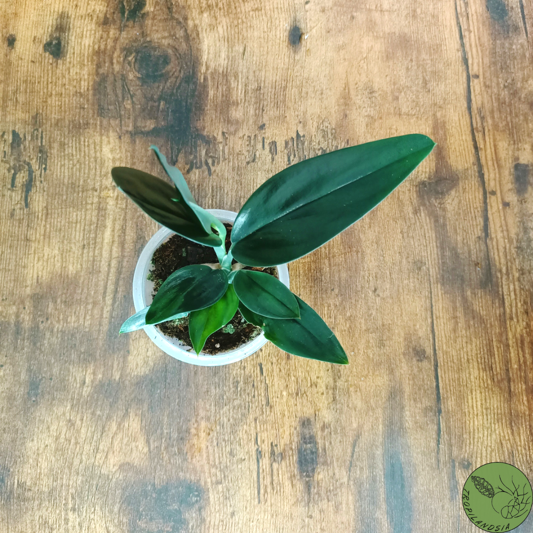Baby Pothos Treubii Dark Form 07