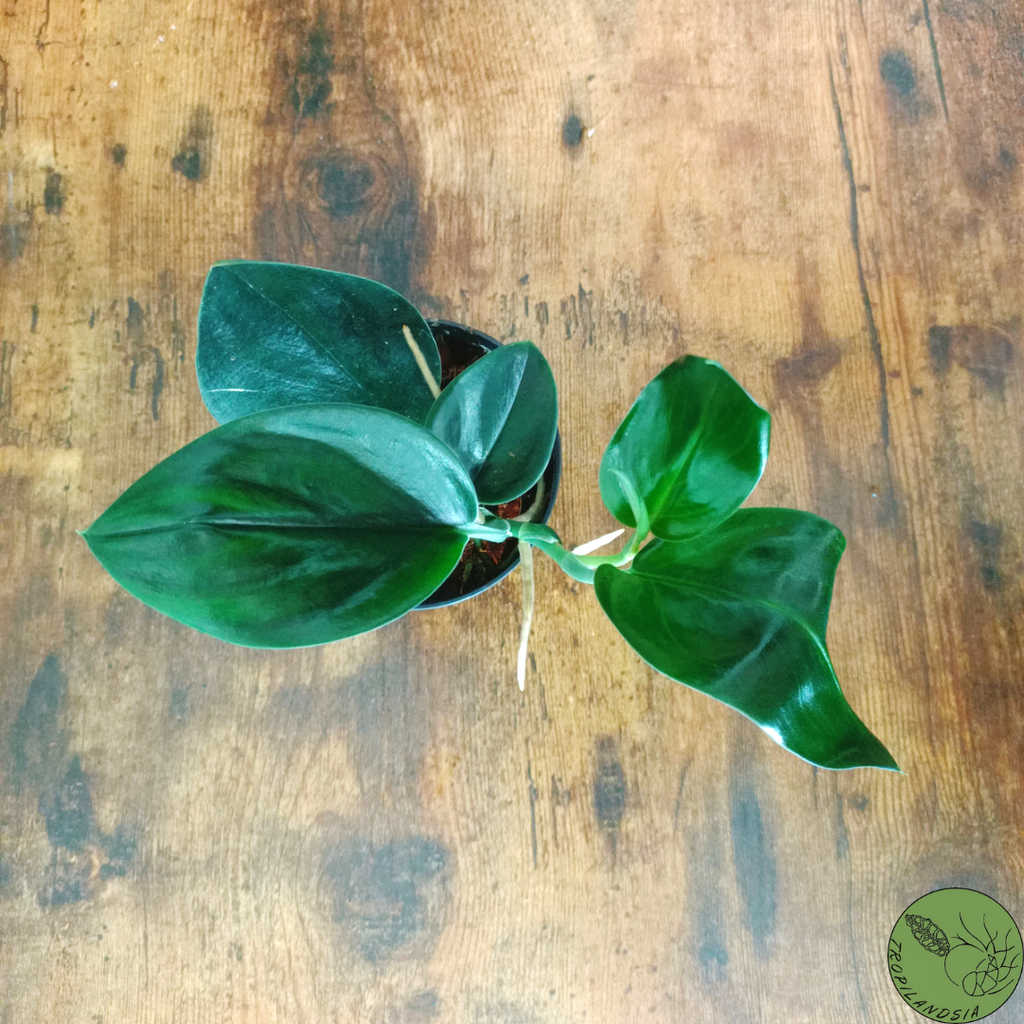 Baby Pothos Treubii Dark Form 08