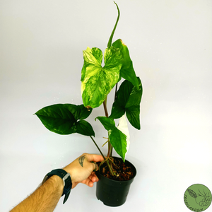 Syngonium Albo Variegata 41
