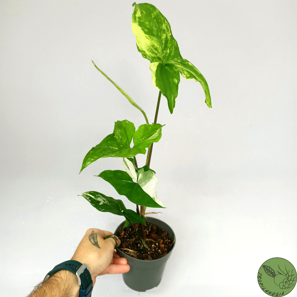 Syngonium Albo Variegata 43