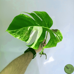 Monstera Deliciosa Albo Variegata 15 (cutting)