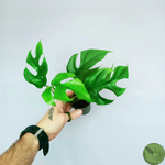 Monstera Minima, Raphidophora Tetrasperma