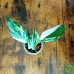 Philodendron White Wizard 07