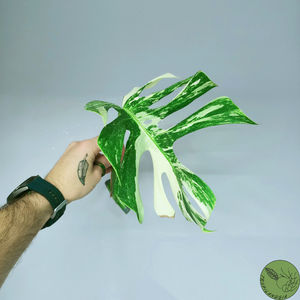 Monstera Deliciosa Albo Variegata 23 (cutting)