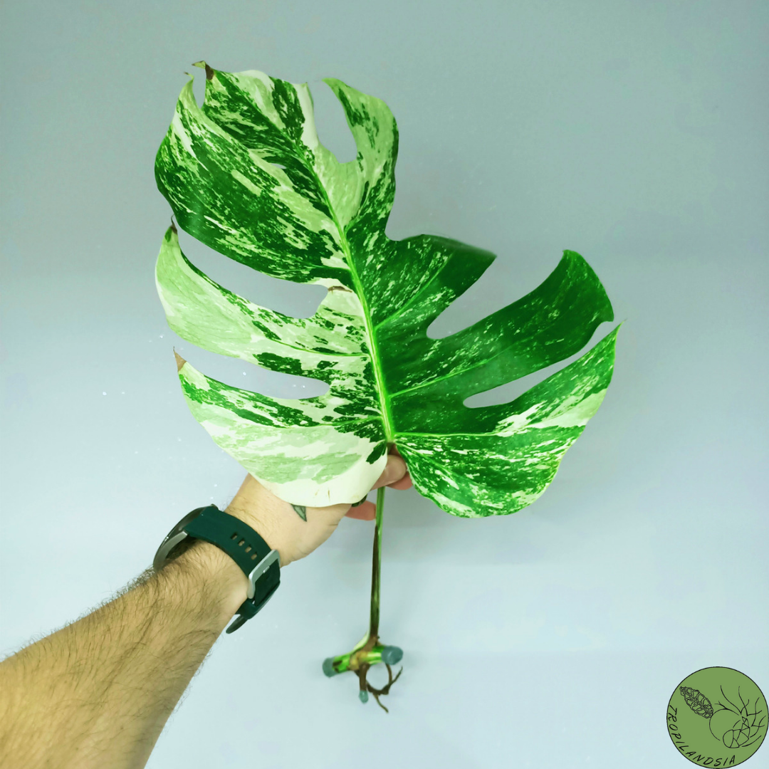 Monstera Deliciosa Albo Variegata 24 (cutting)