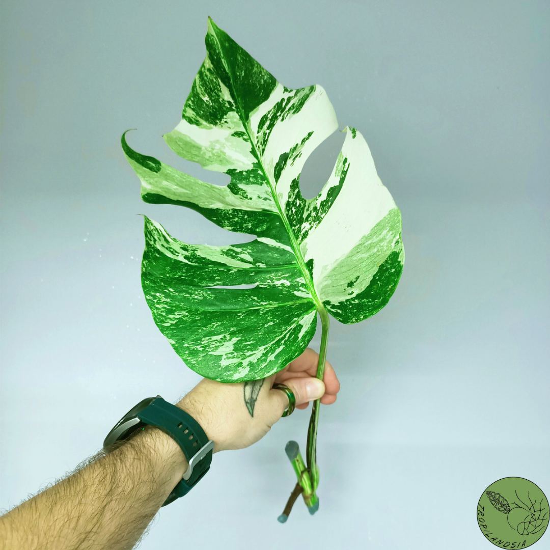 Monstera Deliciosa Albo Variegata 29 (cutting)