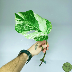 Monstera Deliciosa Albo Variegata 30 (cutting)