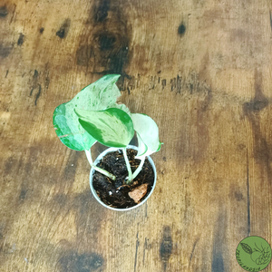 Baby Pothos Manjula 71