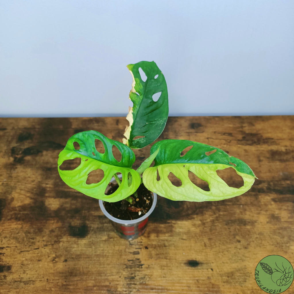 Monstera Adansonii Variegata Aurea 10