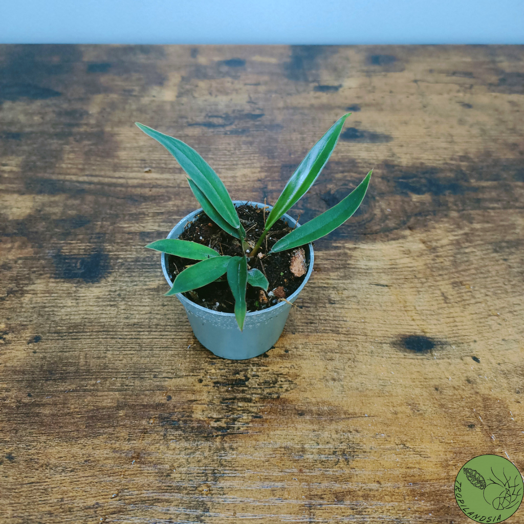 Baby Philodendron Caramel Pluto