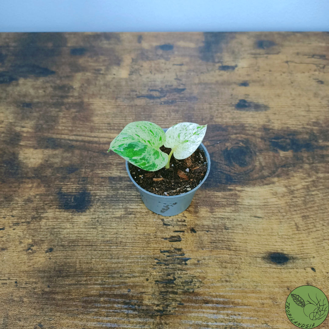 Baby Pothos Marble Queen 04