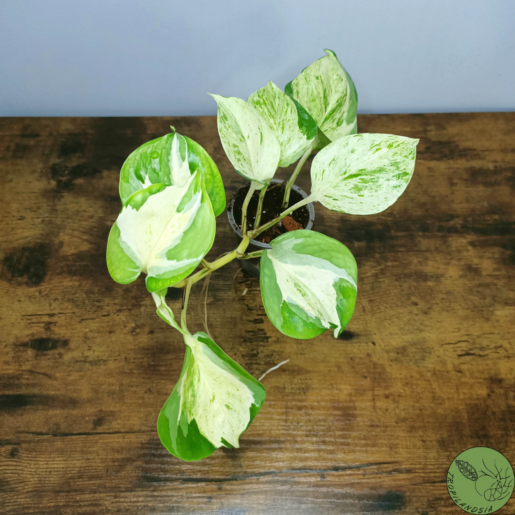Baby Pothos Manjula 74