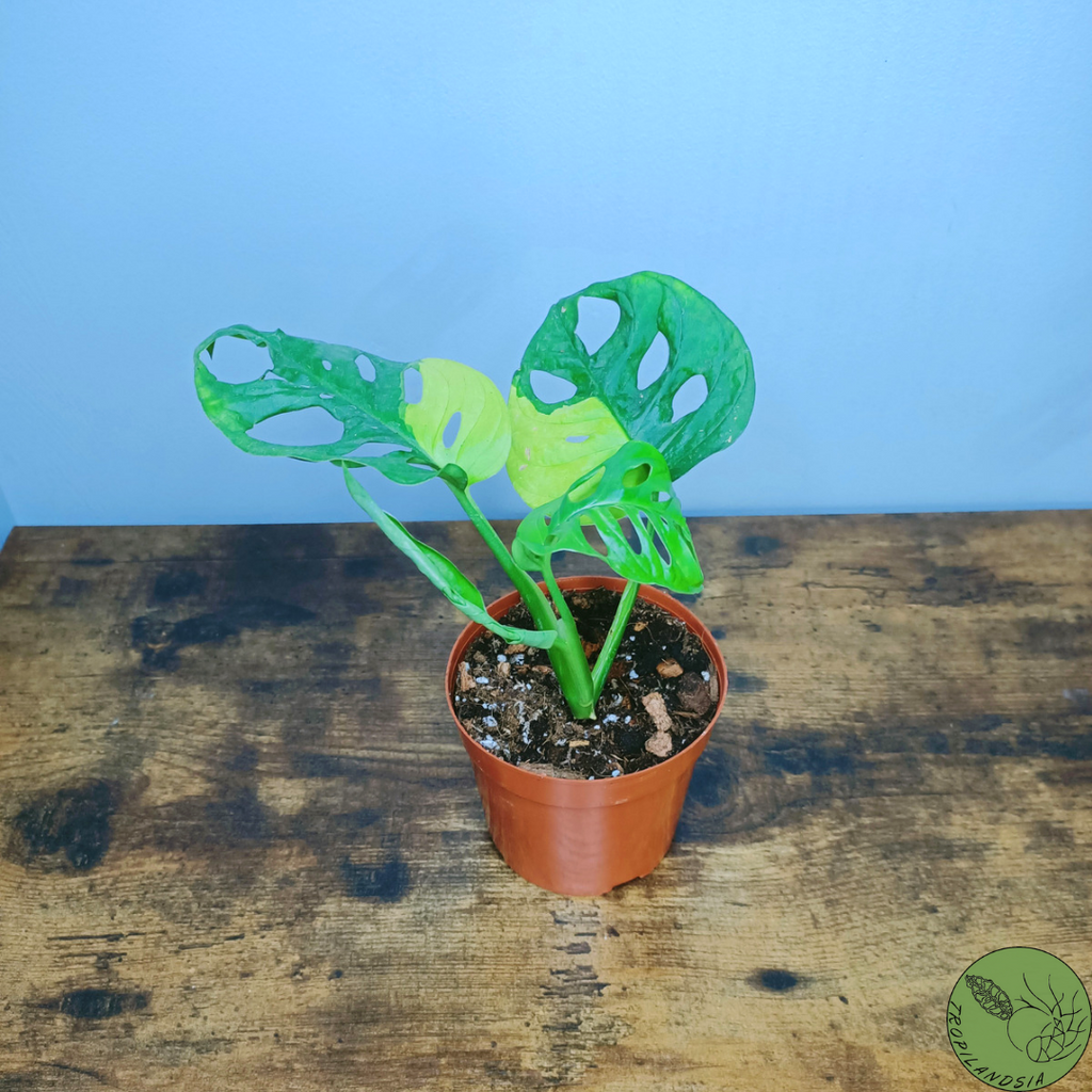 Monstera Adansonii Variegata Aurea 17