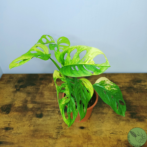 Monstera Adansonii Variegata Aurea 18