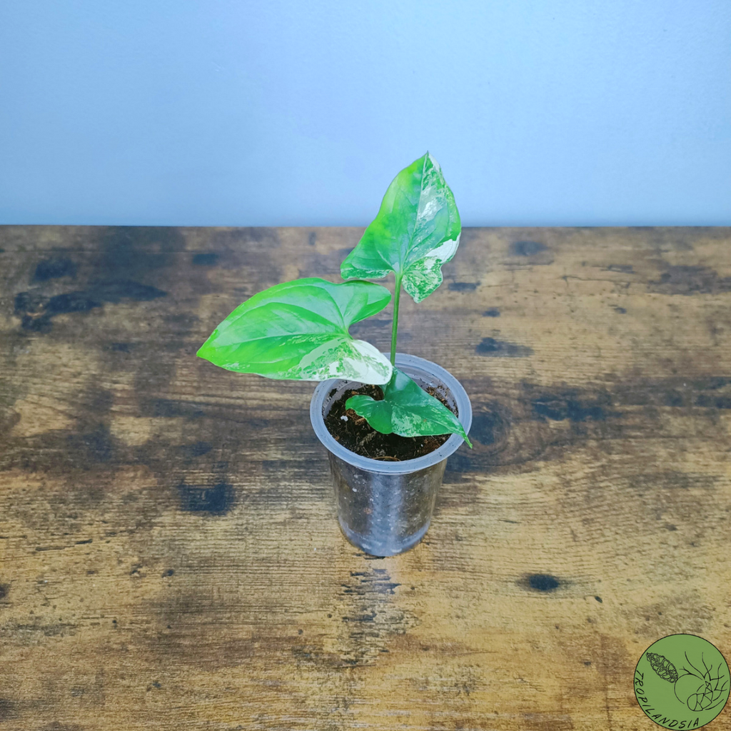 Syngonium Albo Variegata 49