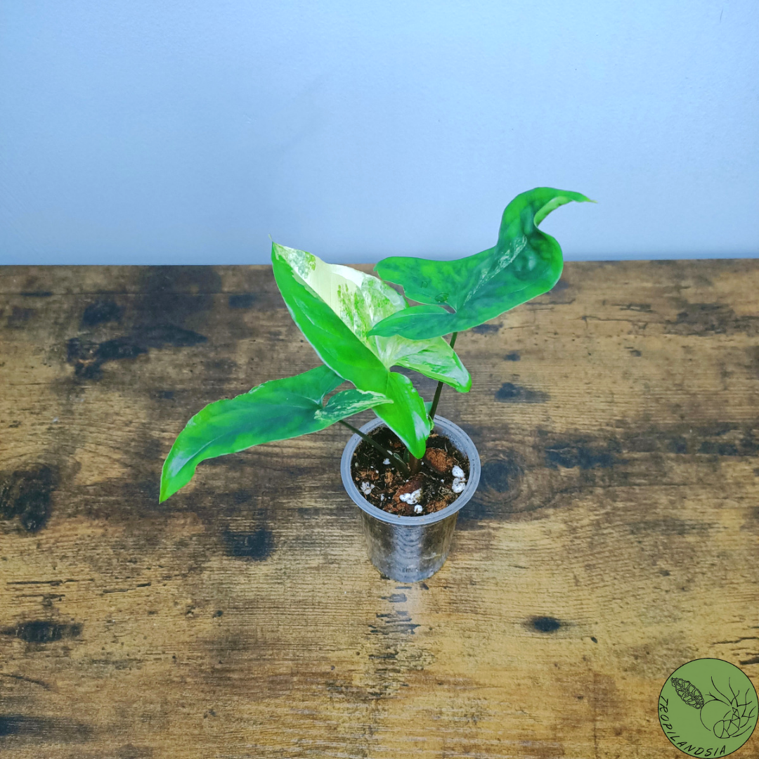 Syngonium Albo Variegata 50