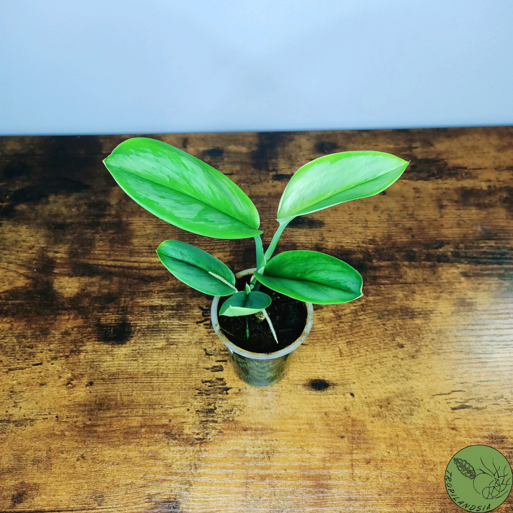 Baby Pothos Treubii Moonlight 12