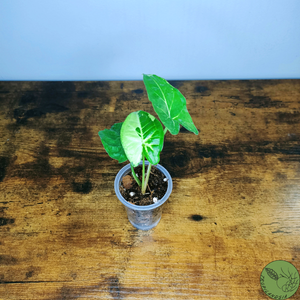 Syngonium Panda 06