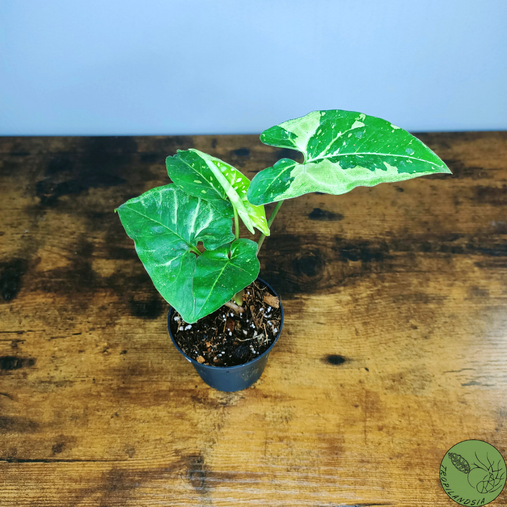 Syngonium Panda 08