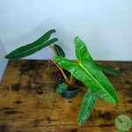 Philodendron Bilitiae 05