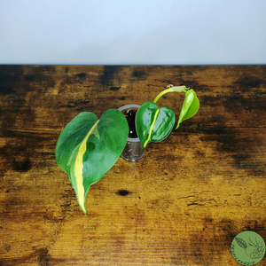 Baby Philodendron Brazil 02