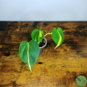 Baby Philodendron Brazil 03