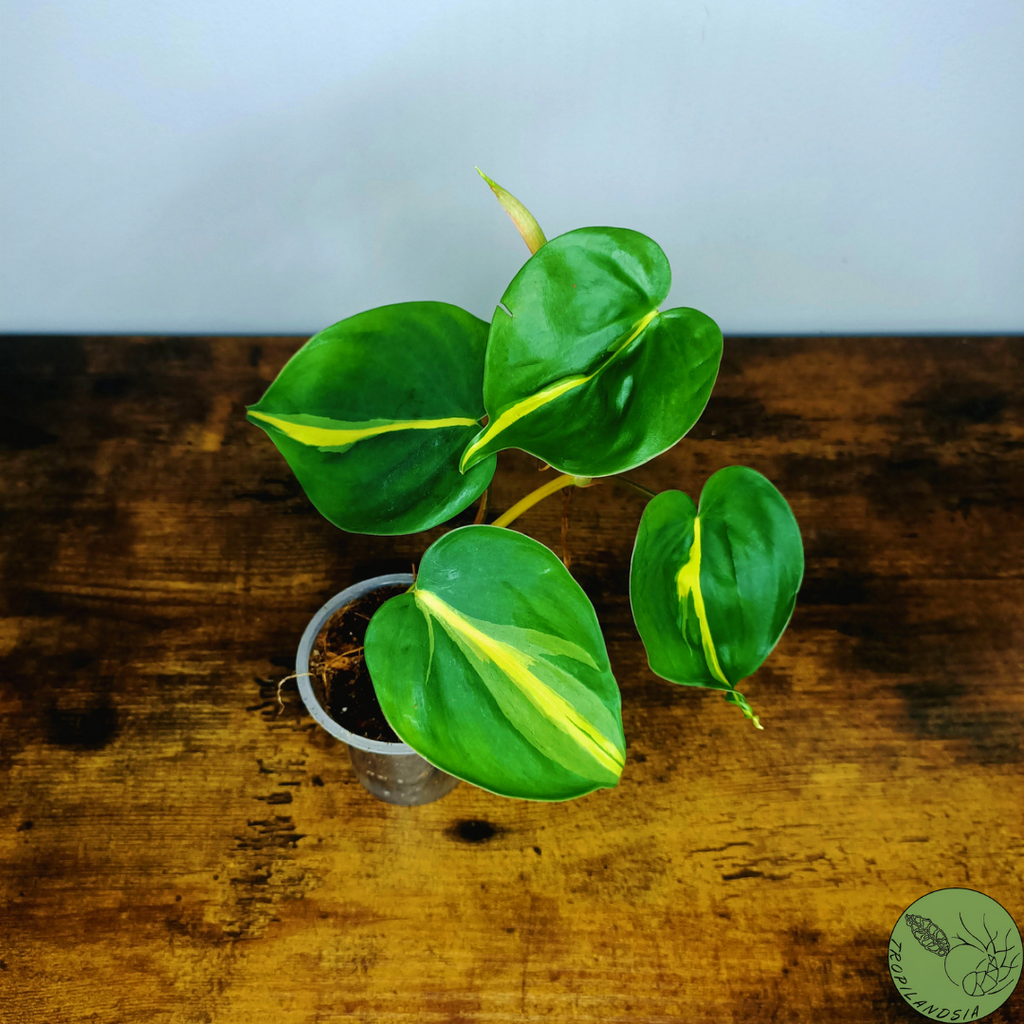 Baby Philodendron Brazil 04