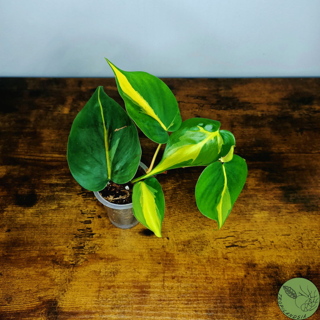 Baby Philodendron Brazil 05