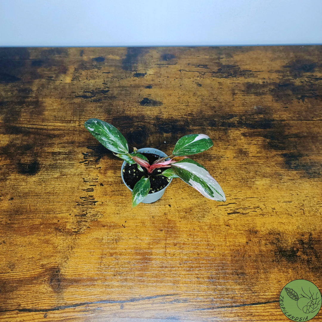 Baby Philodendron Pink Princess 19