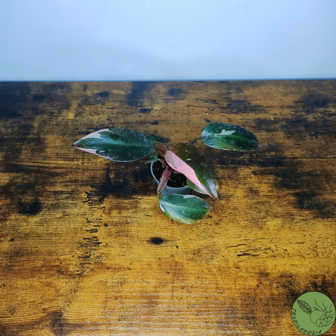 Baby Philodendron Pink Princess 20