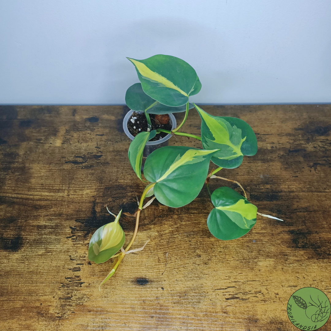 Baby Philodendron Brazil 05