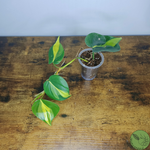 Baby Philodendron Brazil 06