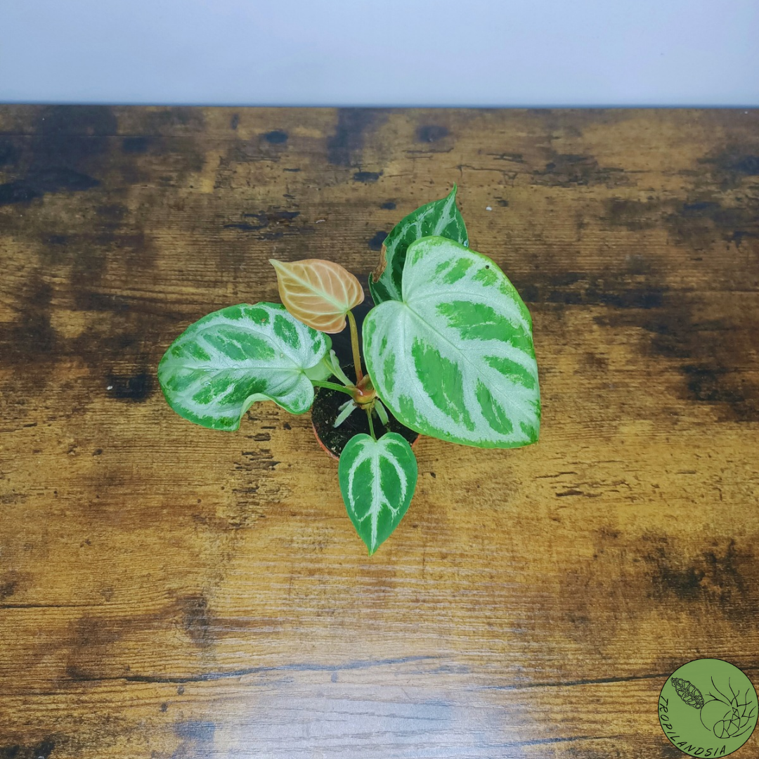 Baby Anthurium Silver Blush 02