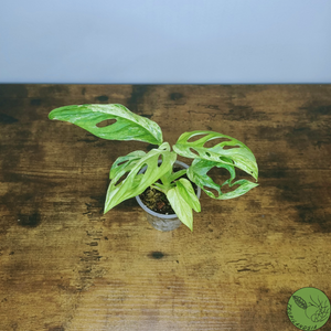 Monstera Adansonii Variegata Indonesian Marble 10