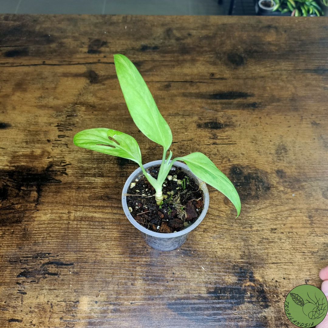 Monstera Adansonii Variegata Indonesian Marble 07