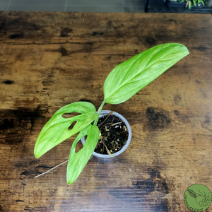 Monstera Adansonii Variegata Indonesian Marble 08