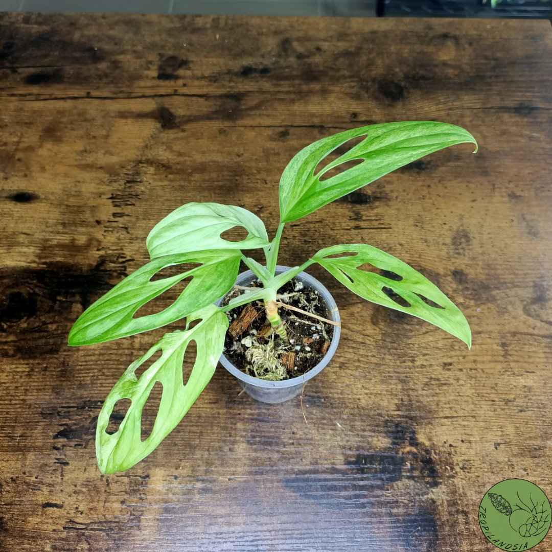 Monstera Adansonii Variegata Indonesian Marble 10