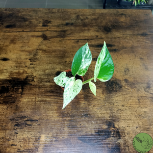 Baby Pothos Marble Queen 19