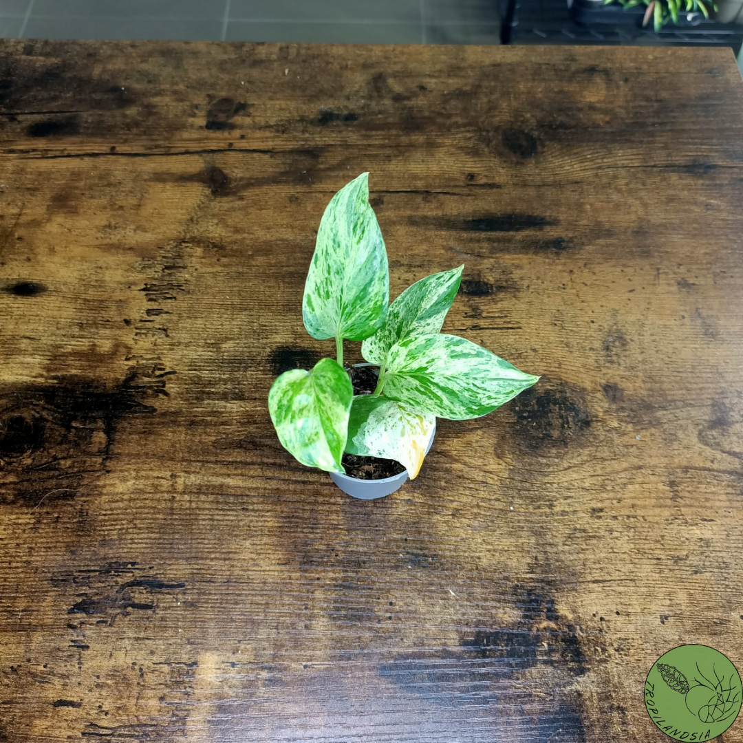 Baby Pothos Marble Queen 20