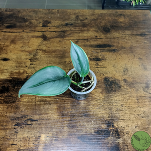 Baby Pothos Treubii Moonlight 18