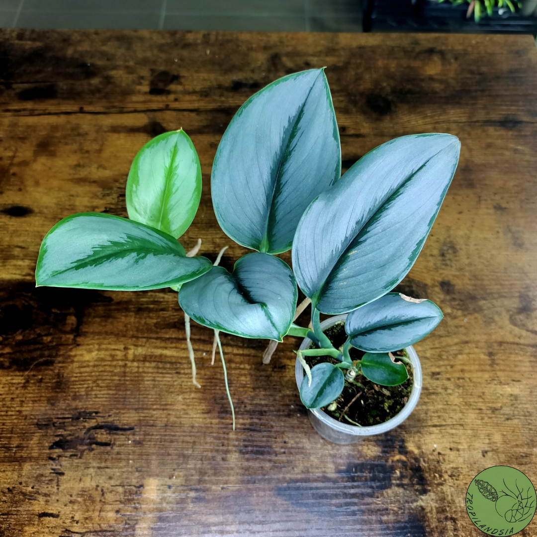 Baby Pothos Treubii Moonlight 19