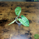 Philodendron Paraison Verde 02