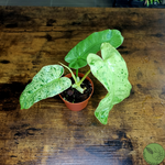 Philodendron Paraison Verde 03