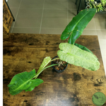 Philodendron Paraison Verde 05