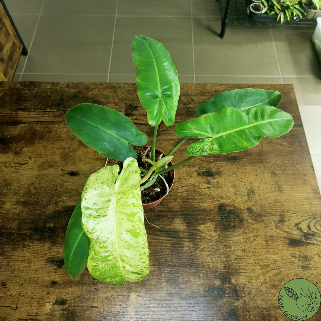 Philodendron Paraison Verde 06