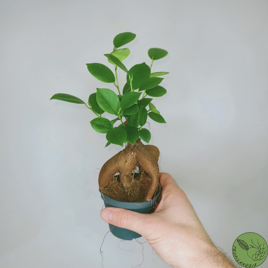 Baby Ficus Ginseng 7