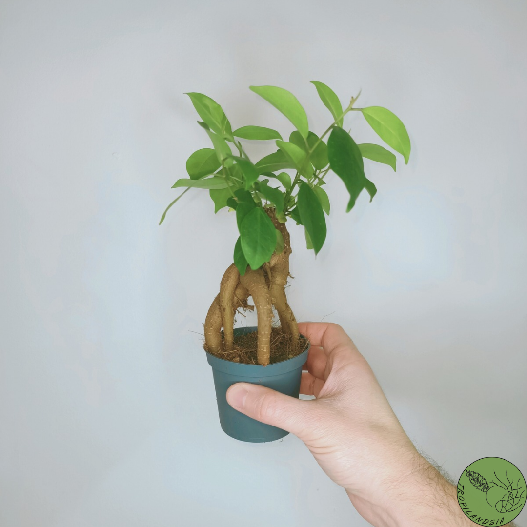 Baby Ficus Ginseng 8