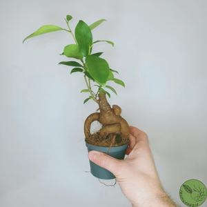 Baby Ficus Ginseng 9