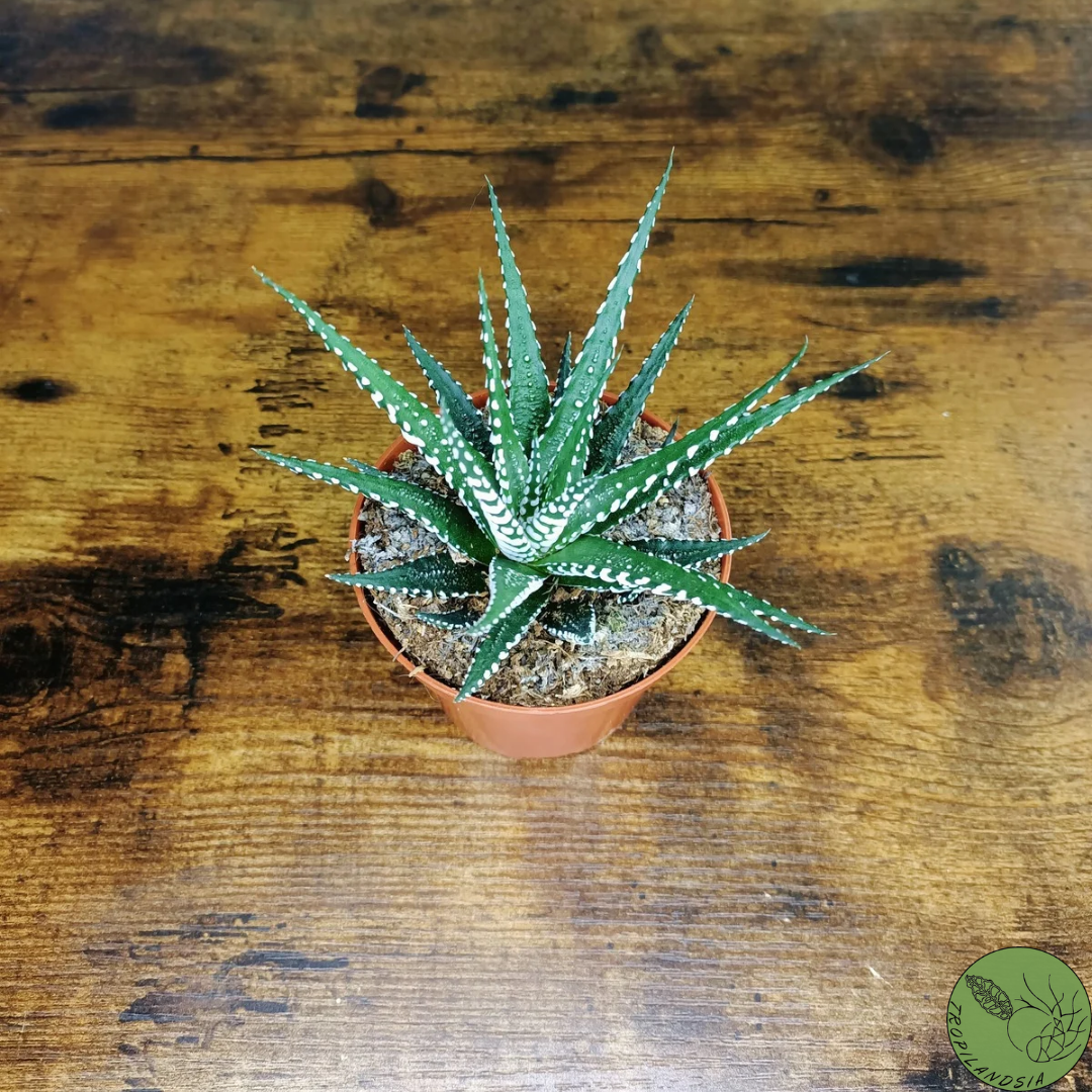 Baby Haworthia Fasciata Big Band