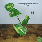 Syngonium Panda 06
